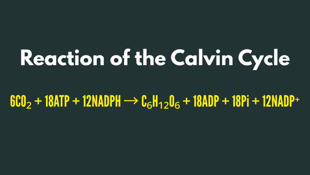 Calvin Cycle Reaction