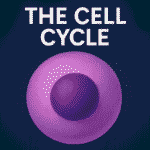 cell cycle