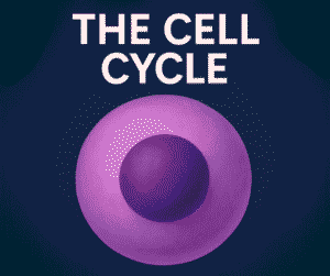 cell cycle