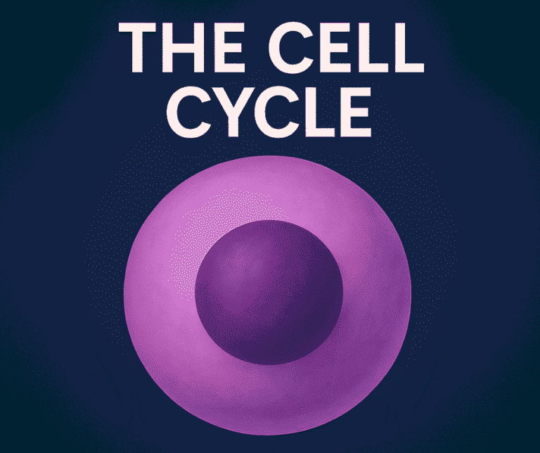 cell cycle