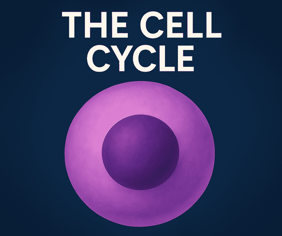 cell cycle